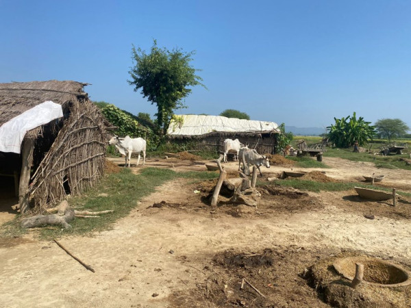 साउनदेखि जडीबुटी बीमा लागू हुने